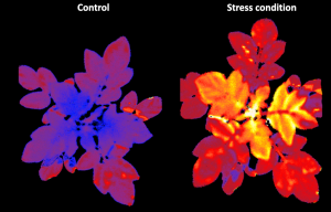 réactions au stress chez les plants de pommes de terre