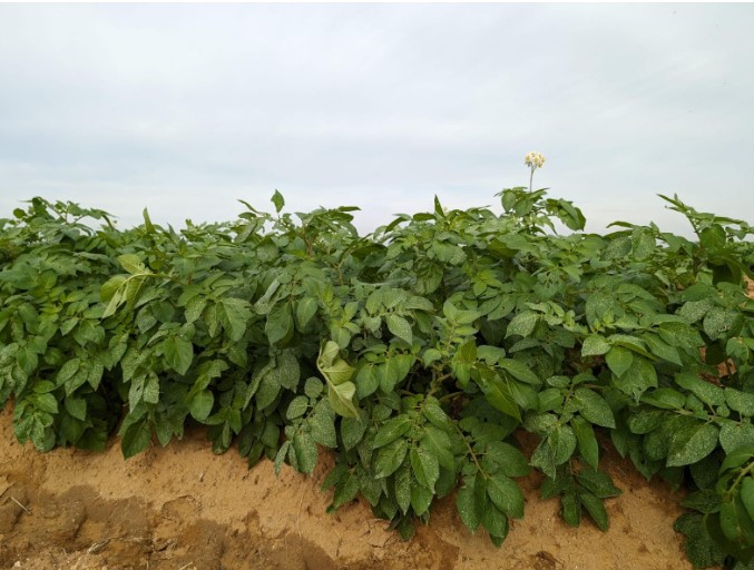 champ de pommes de terre