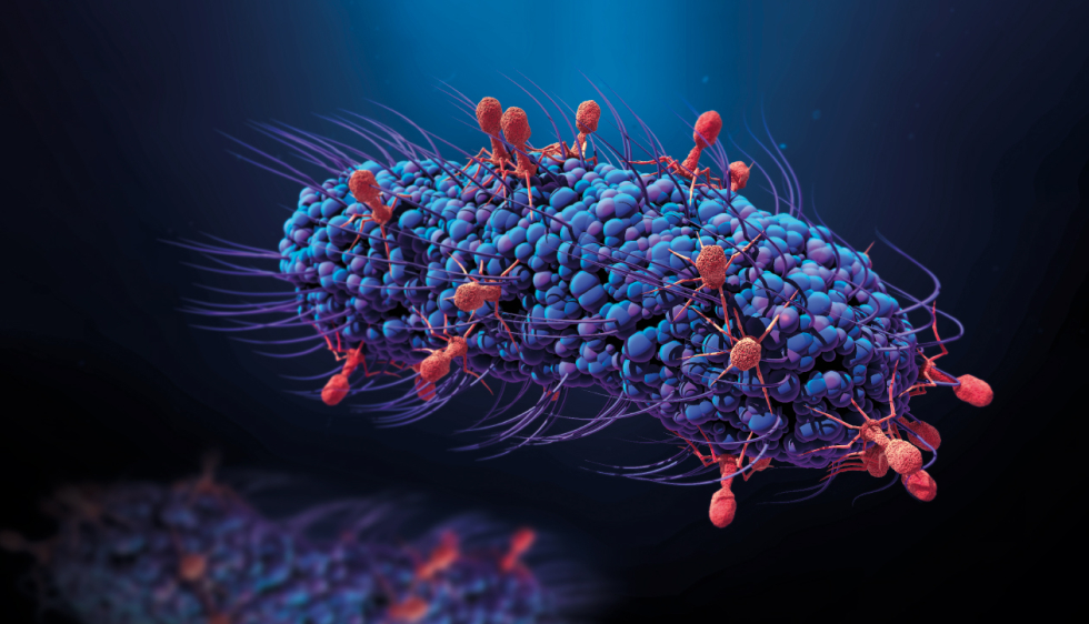 La phagothérapie guérit des plaies résistantes selon une étude de l’Université de Jérusalem