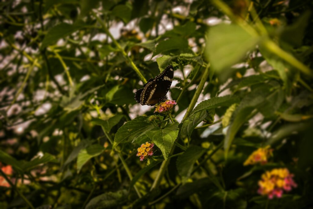 black and white butterfly on yellow flower