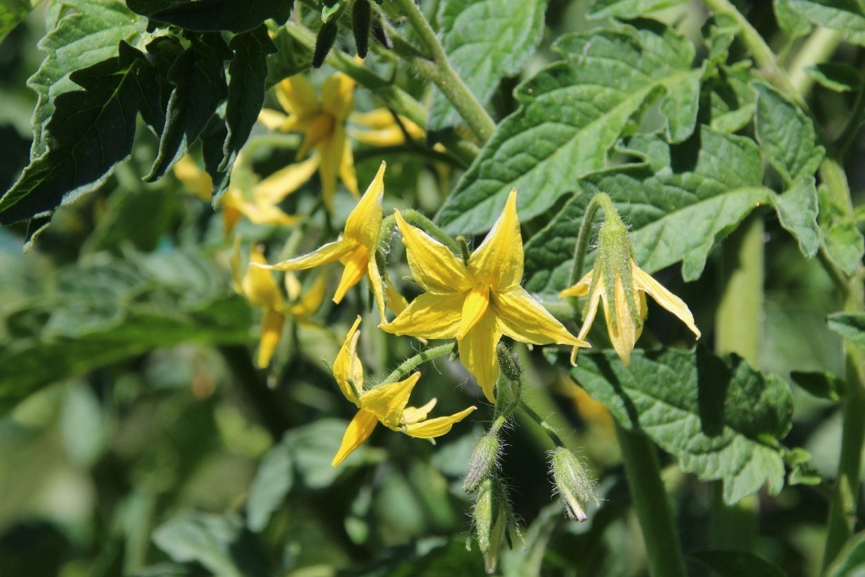 Révélation des mécanismes cachés de l’auto-incompatibilité chez les plantes hermaphrodites