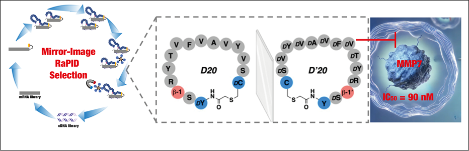 Découverte d’un inhibiteur ciblé contre une enzyme du cancer